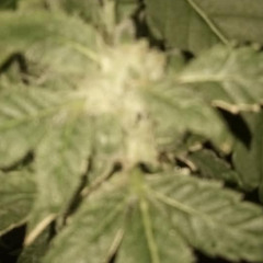 J.O.I.N.T! (ft. Float & Mellø)