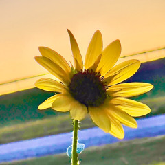 Dylan Gossett-To Be Free (Cover by. Jon Hall)