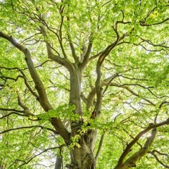 Tree Of Deep