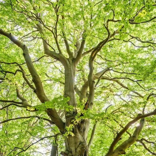 Tree Of Deep