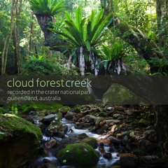 Album "Cloud Forest Creek" - 48 minute Recording from Mt Hypipamee NP, QLD, Australia