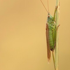 Long - Winged Conehead - MixPre - 5995