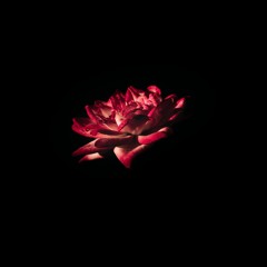 Desert Rose - Sting [Quarantine Jam Session by The Starzone]