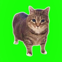 OIIA OIIA Spinning Cat