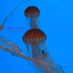 Japanese Sea Nettle