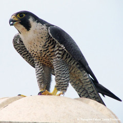 Peregrine Falcon Alarm Calls By Pair
