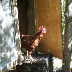 Fowl Play
