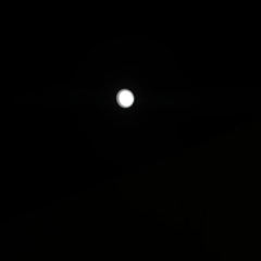 Therian Wolf (Sped Up)