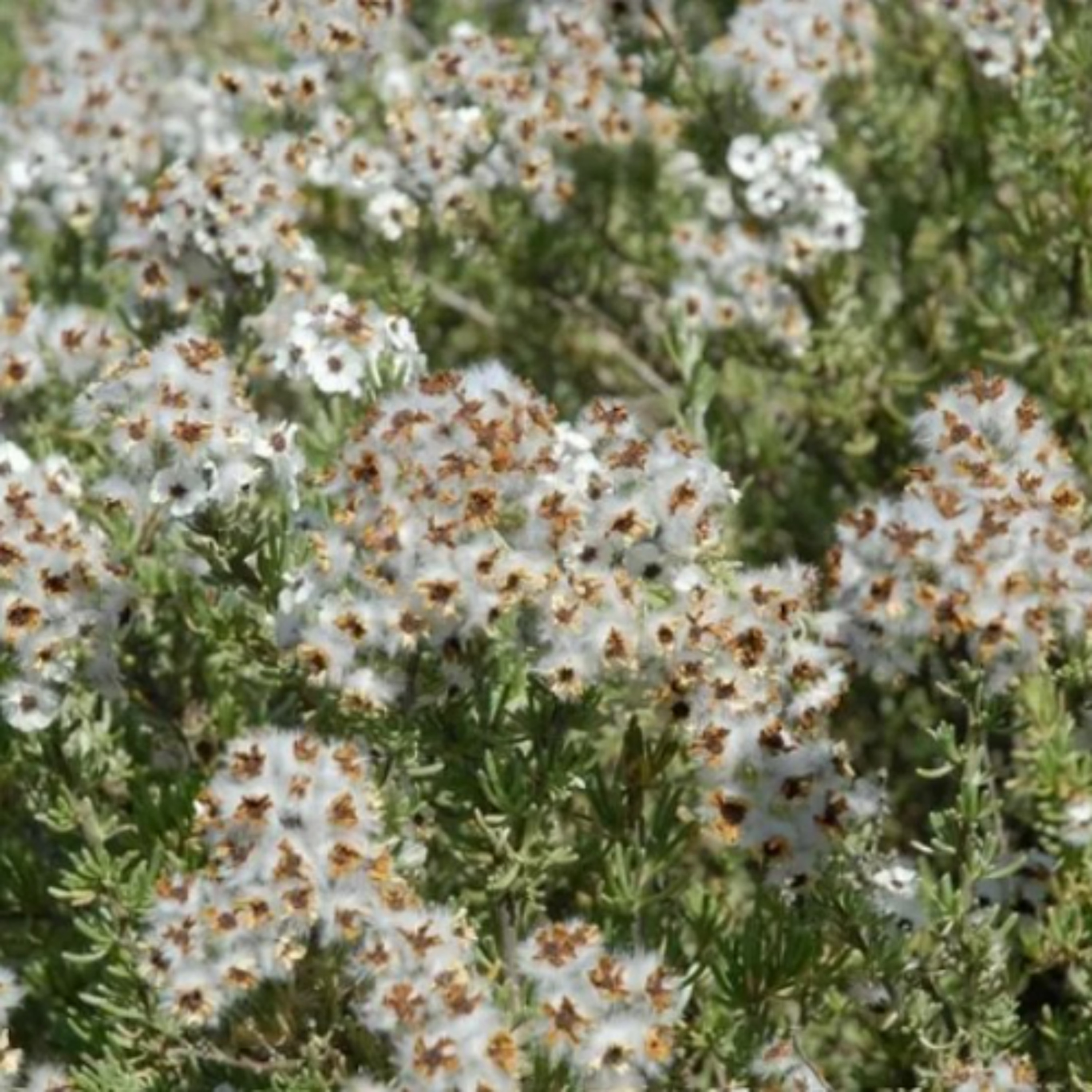 Rediscovering Forgotten Flavours: University of Pretoria Revives Indigenous Crops for Food Security