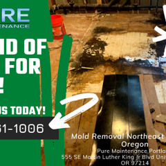Mold Removal Northeast Portland Oregon - Pure Maintenance Portland - 503-461-1006
