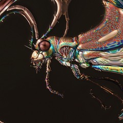 Shivers Radio w/ Animistic Beliefs 15.09.22