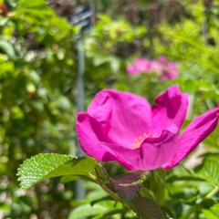 Rosa rugosa