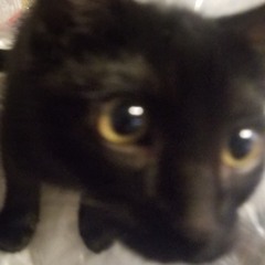 Fever Dream (Lobby Theme) - Sonic.EXE The Disaster OST (FT @ThatGuyNamedPanther) [not mine]