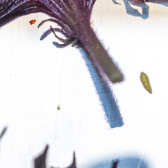 Chez Manger with DINDINS & M I M I