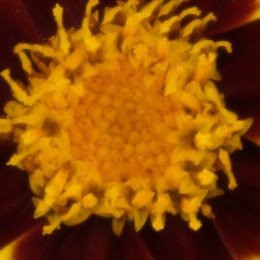 LSD EXPERIMENT In the 60ties