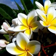 Out Of Bloom : Plumeria Edition