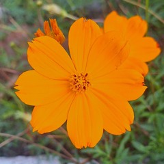 STRNGER - Daisy