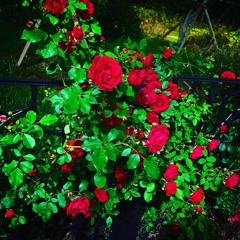 im going back to my heart