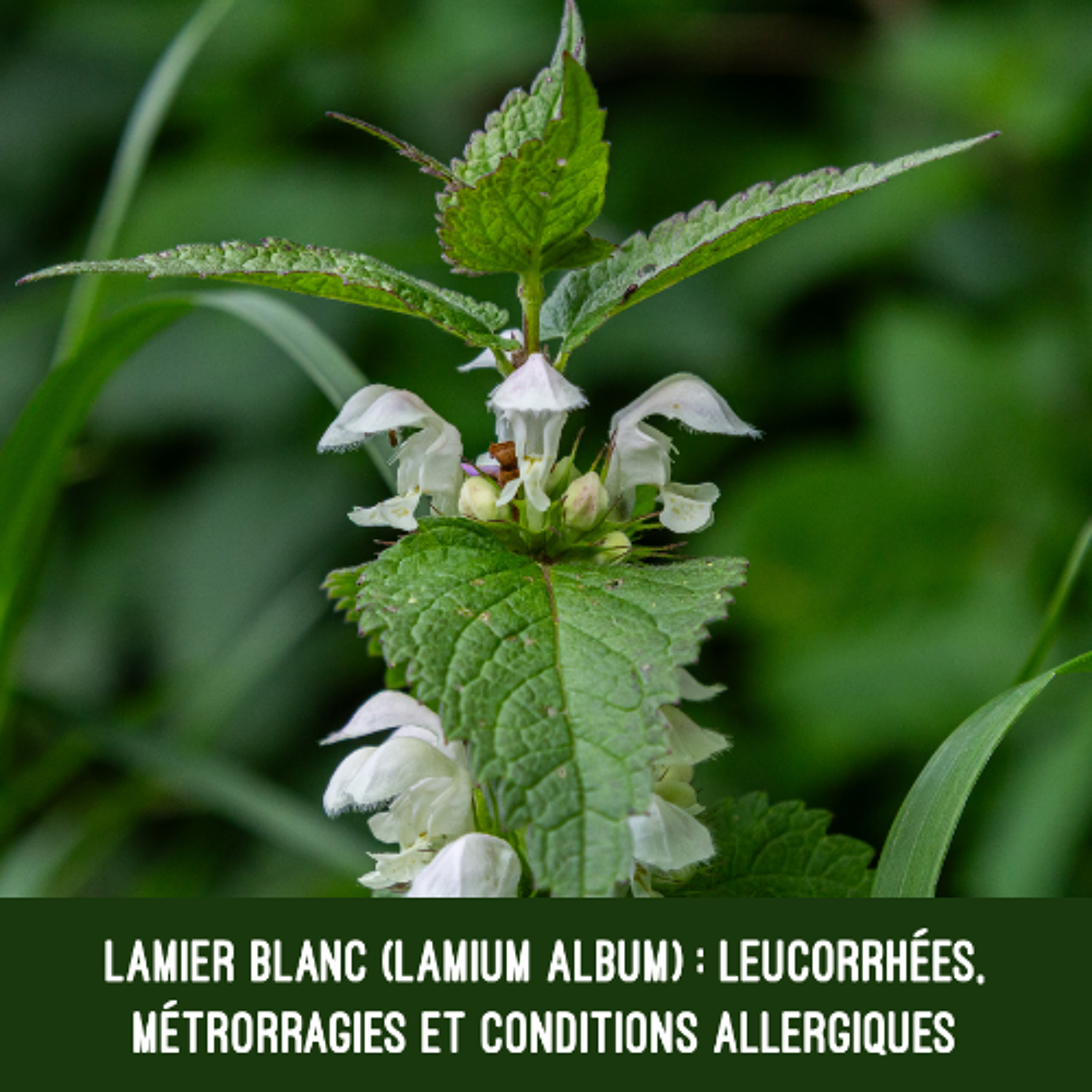 Lamier blanc (Lamium album) : leucorrhées, métrorragies et conditions allergiques