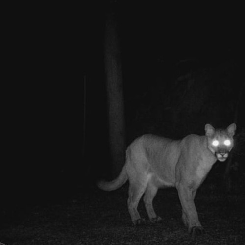 cougar (p. octo + pooka + fr4ud)