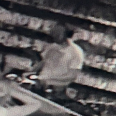 Tinggi Maks LIVE - Pumpy Minimal House Set  135PBM - Vaginastan 13.12.24 Sexshop, Berlin .mp3