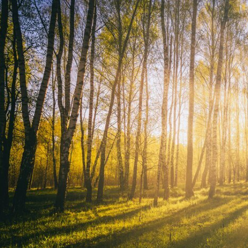 sunrise in the forest (120BPM)