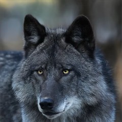 BLACKWOLF