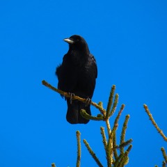 ozzycrowl