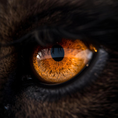 In the Eyes of a Beast