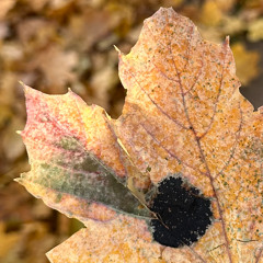 I Find So Much Half The Time