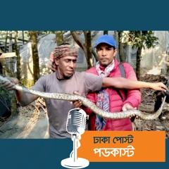 বরগুনায় রান্নাঘরে মিলল ৬ ফুট লম্বা অজগর