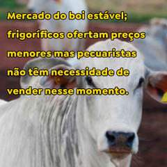 Mercado do boi estável; frigoríficos ofertam preços menores.