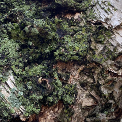 Synth and Orchestral Compositions