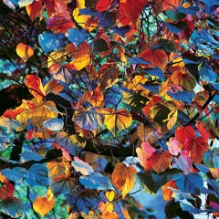 Fall