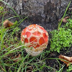 A cute tale of the special sauce (Hybrid set)