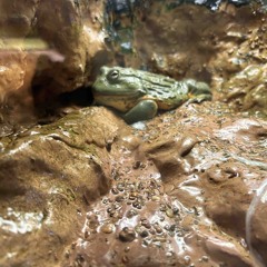 Pretty (Ugly Before) Acoustic - Elliott Smith