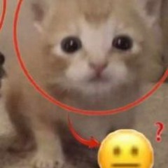 that's why she hates me - jejune remake