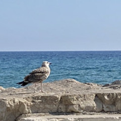 Sandy the seagull