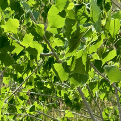 Stridulate
