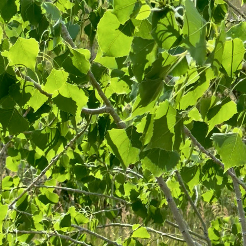 Stridulate