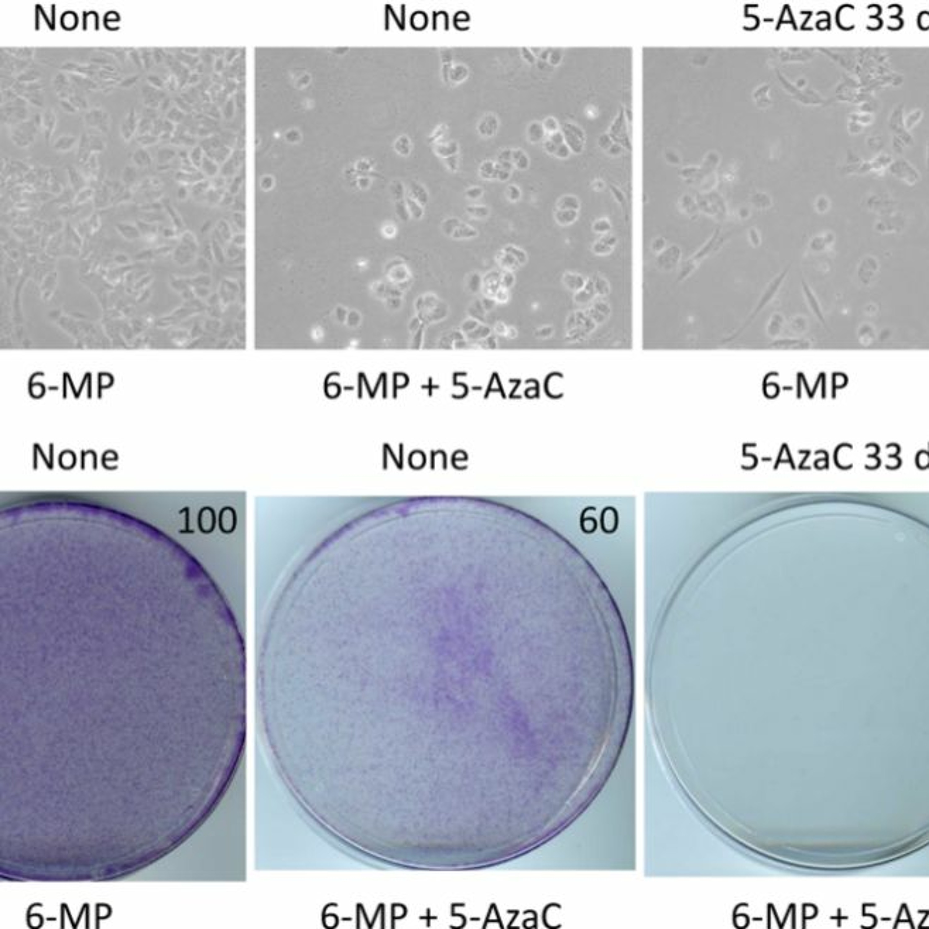 Oncotarget
