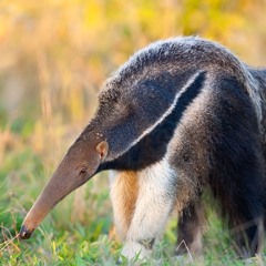 Anteaters Wip