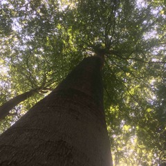 Meditatie Verticale Verbinding (Marc)