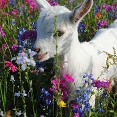 Bunga Tepi Jalan - sheila on 7