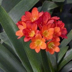 Clivia miniata