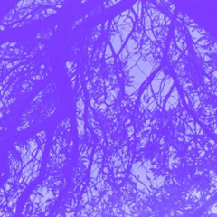 שקנאי לילה 49