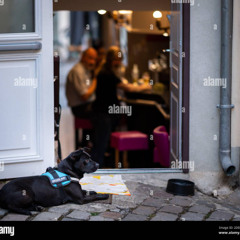 Like a Dog Outside a Bar