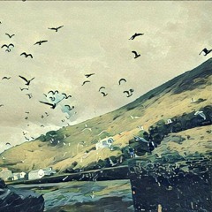 Migration Of The Gulls