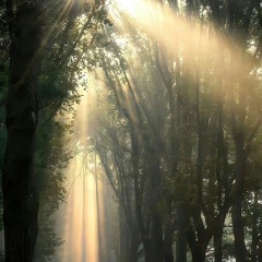 Forest Dreams