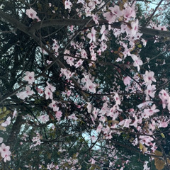 mashup acústico yhlqmdlg